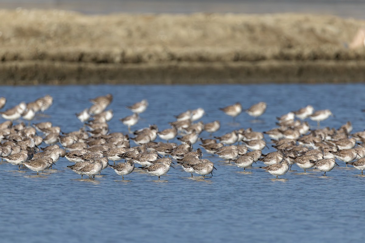 Большой песочник - ML646866722