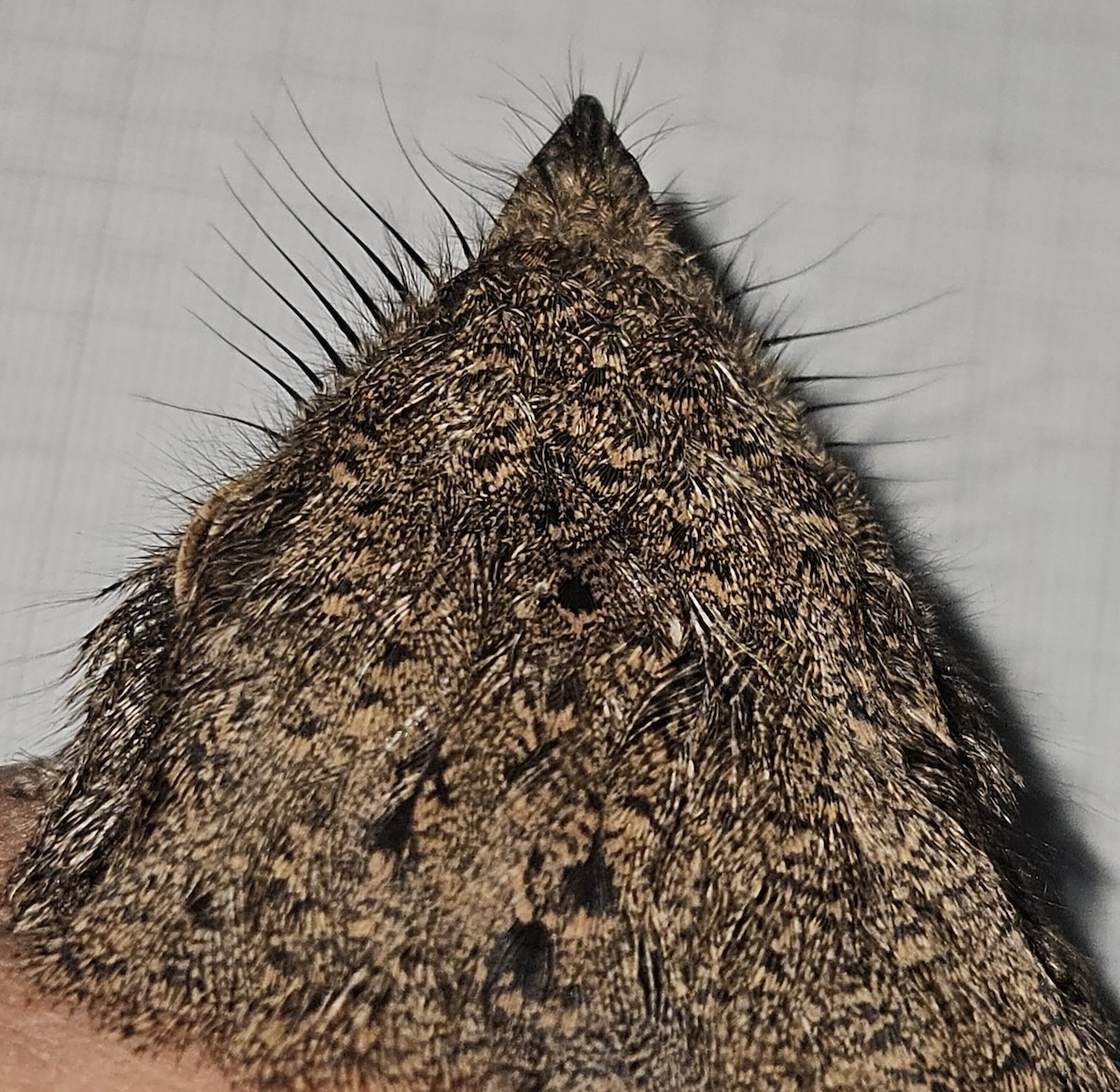 Plain Nightjar - ML646866726