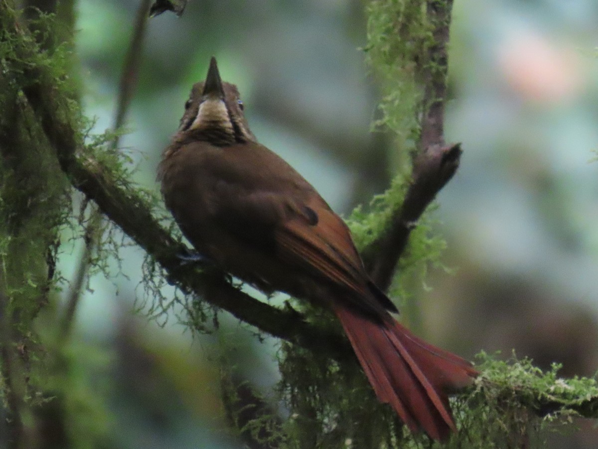 Tawny-winged Woodcreeper - ML646866730