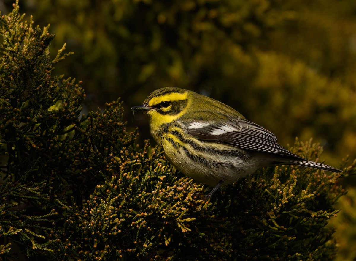 Townsend's Warbler - ML646866731