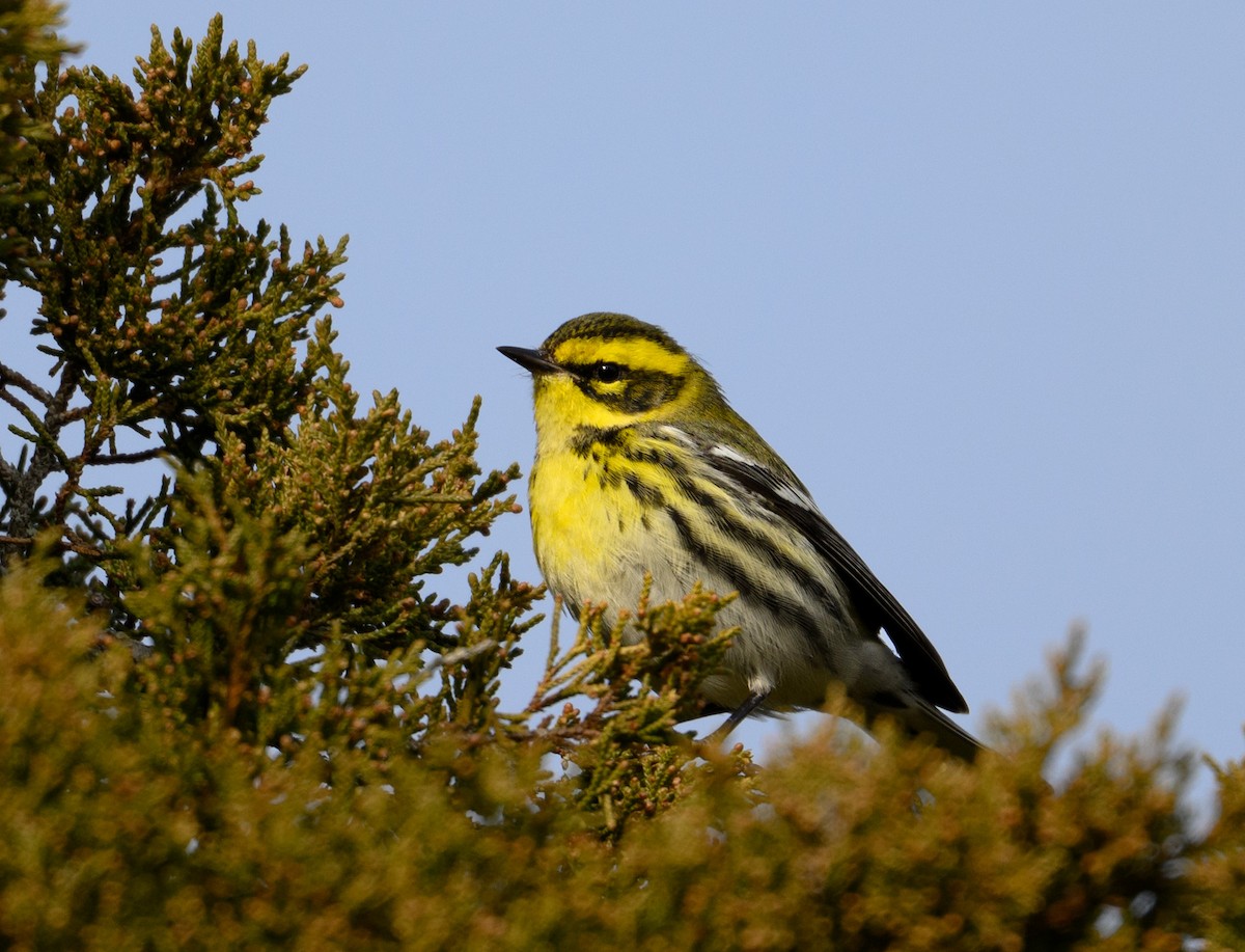 Townsend's Warbler - ML646866732