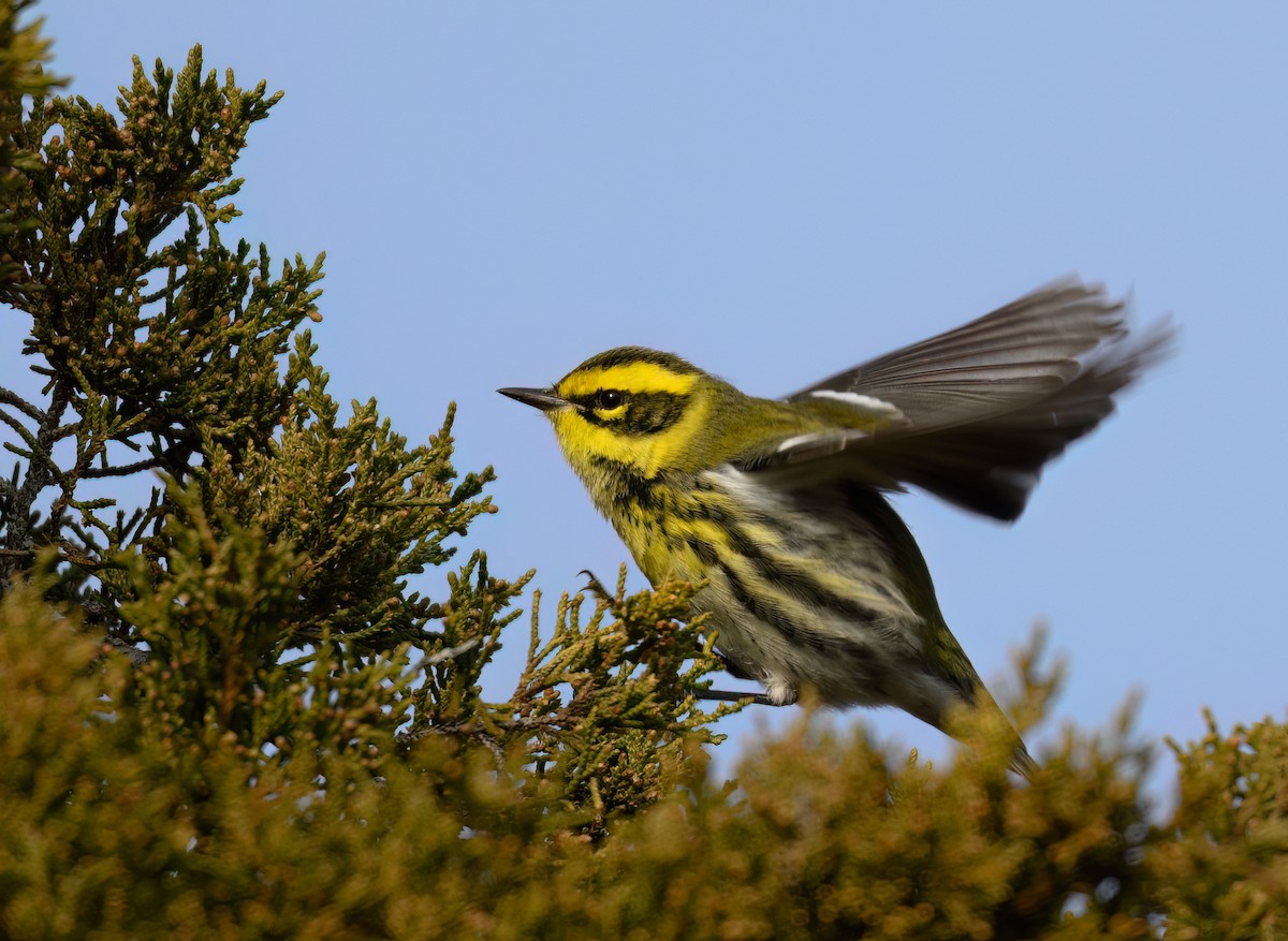 Townsend's Warbler - ML646866733