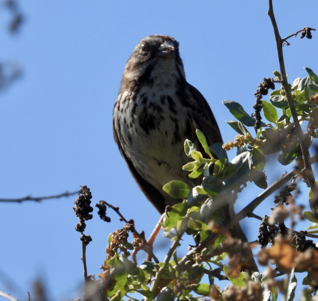 Song Sparrow - ML646866734