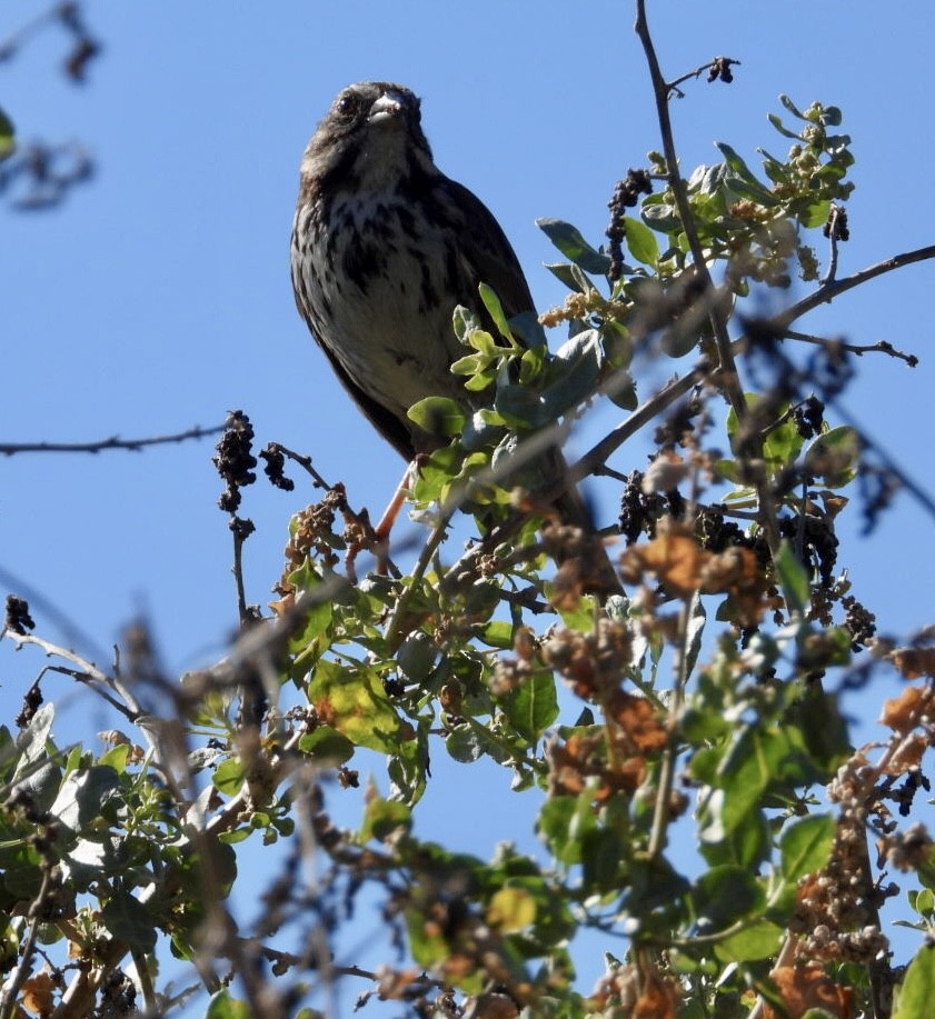 Song Sparrow - ML646866735