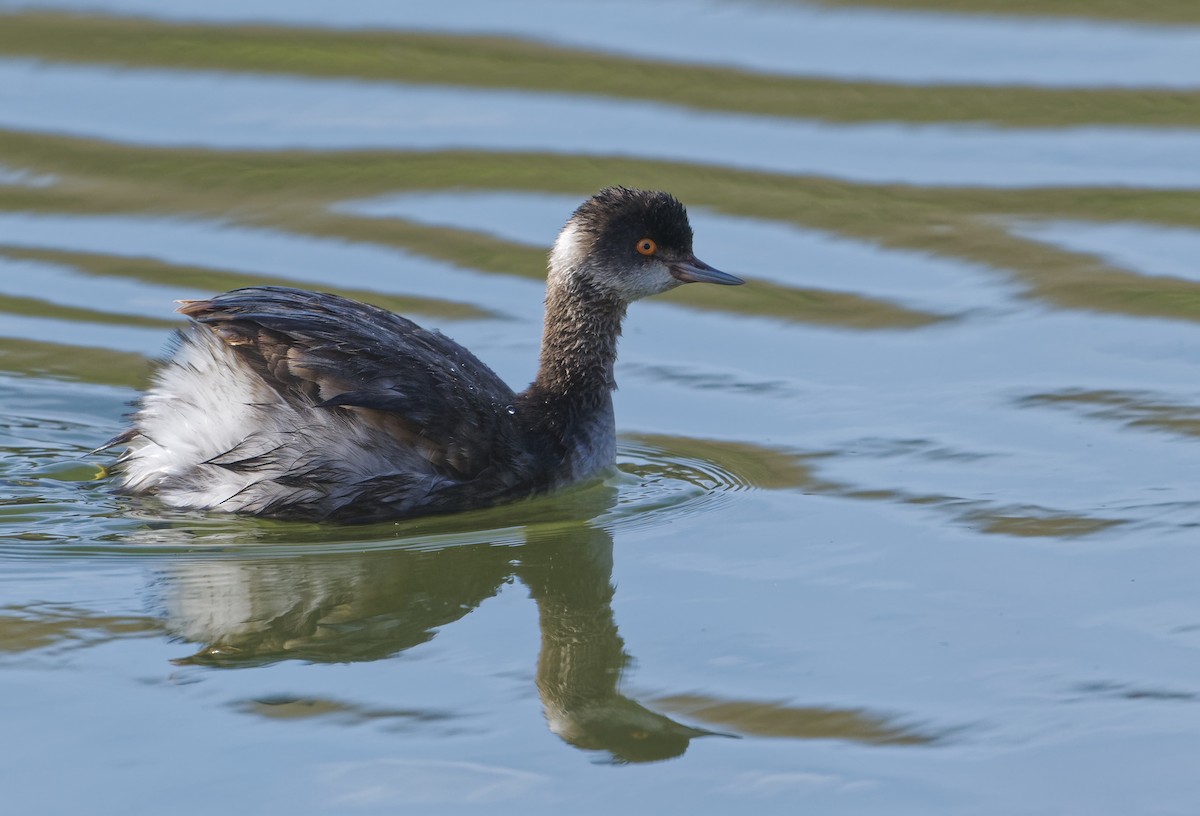 Пірникоза чорношия - ML646866736