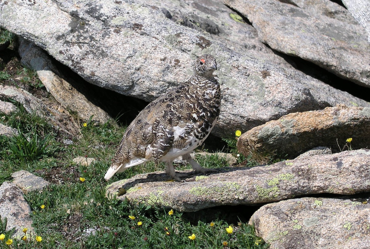 Куріпка білохвоста - ML646866737