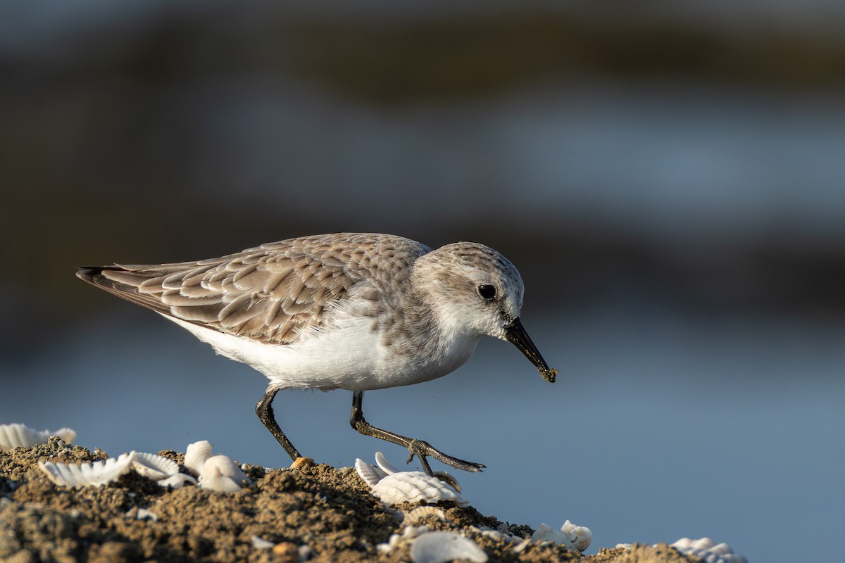 Песочник-красношейка - ML646866739