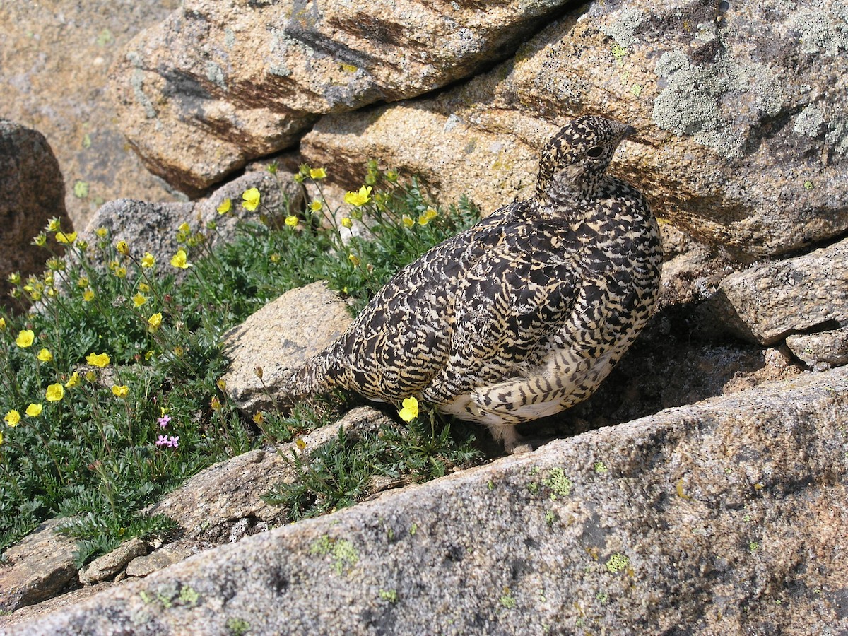 Куріпка білохвоста - ML646866742