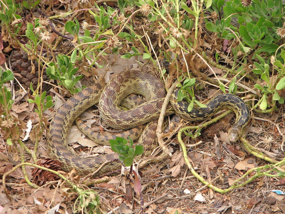 Gopher Snake - ML646866743