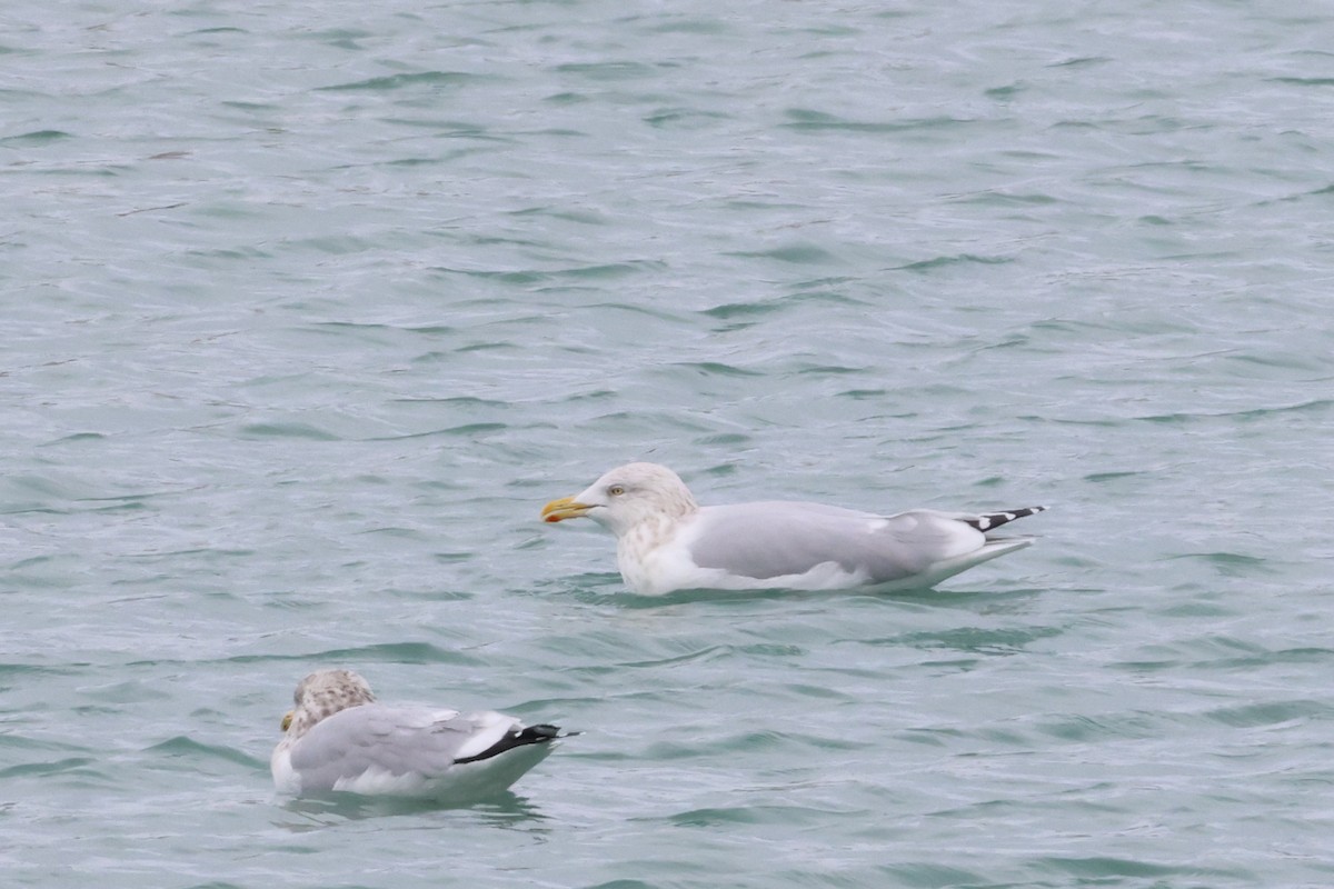 Полярная чайка (kumlieni) - ML646866744