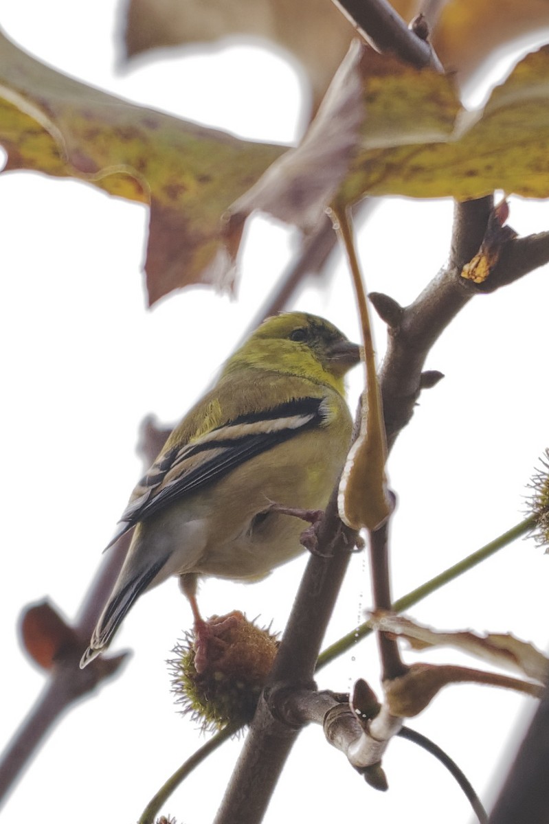 Чиж золотий - ML646866745