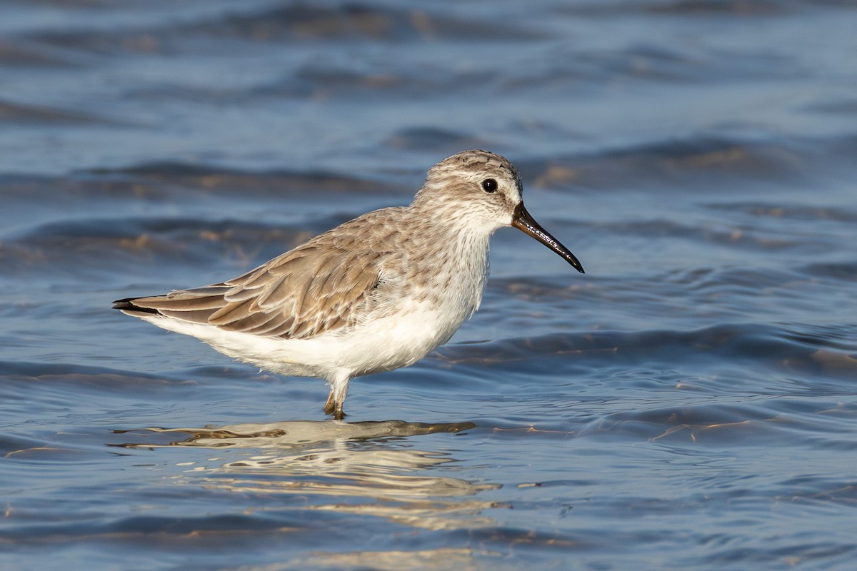 Грязовик - ML646866746