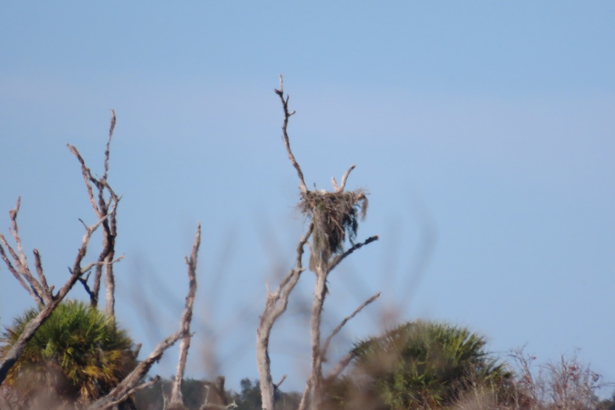 Bald Eagle - ML646866747