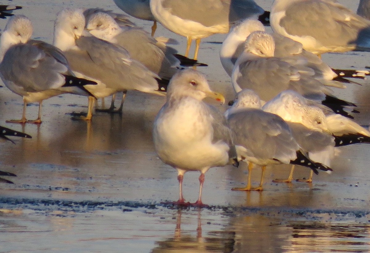 Iceland Gull (Thayer's) - ML646866748