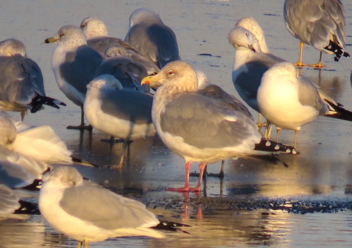 Iceland Gull (Thayer's) - ML646866749