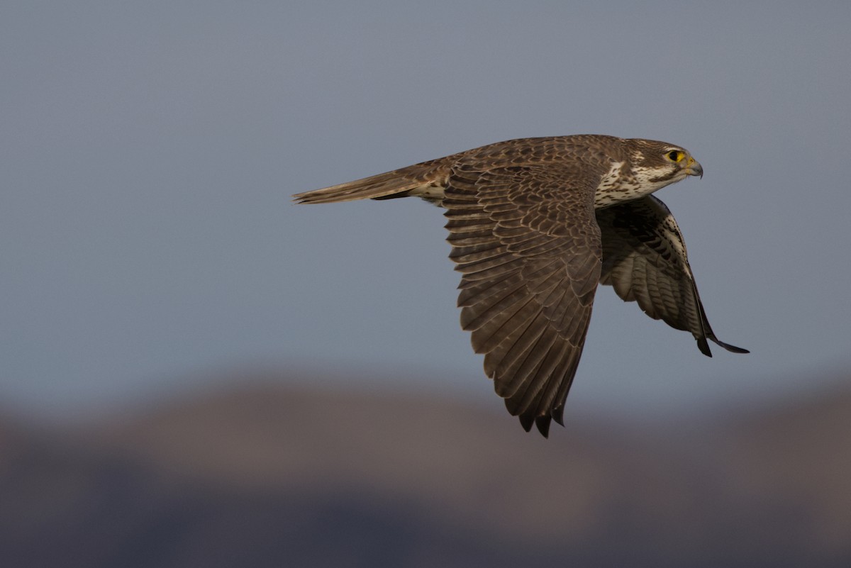 Prairie Falcon - ML646866751