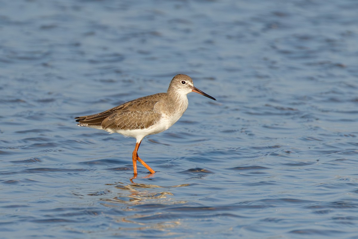 Травник - ML646866754