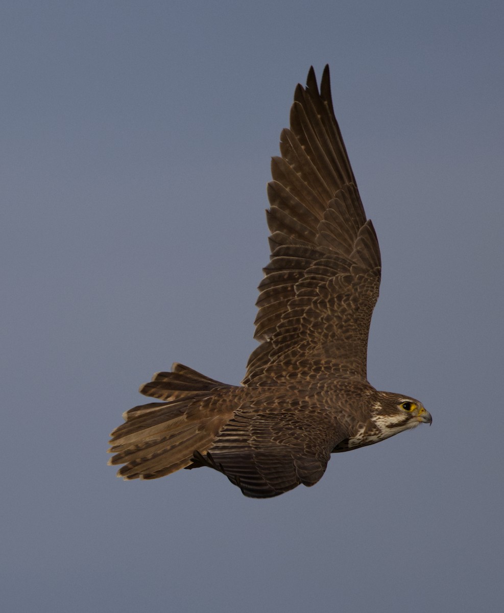 Prairie Falcon - ML646866756