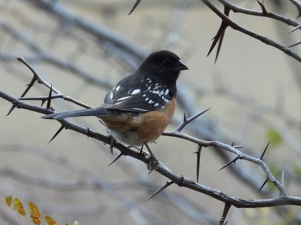 Spotted Towhee - ML646866757