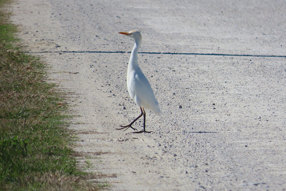 Western Cattle-Egret - ML646866758