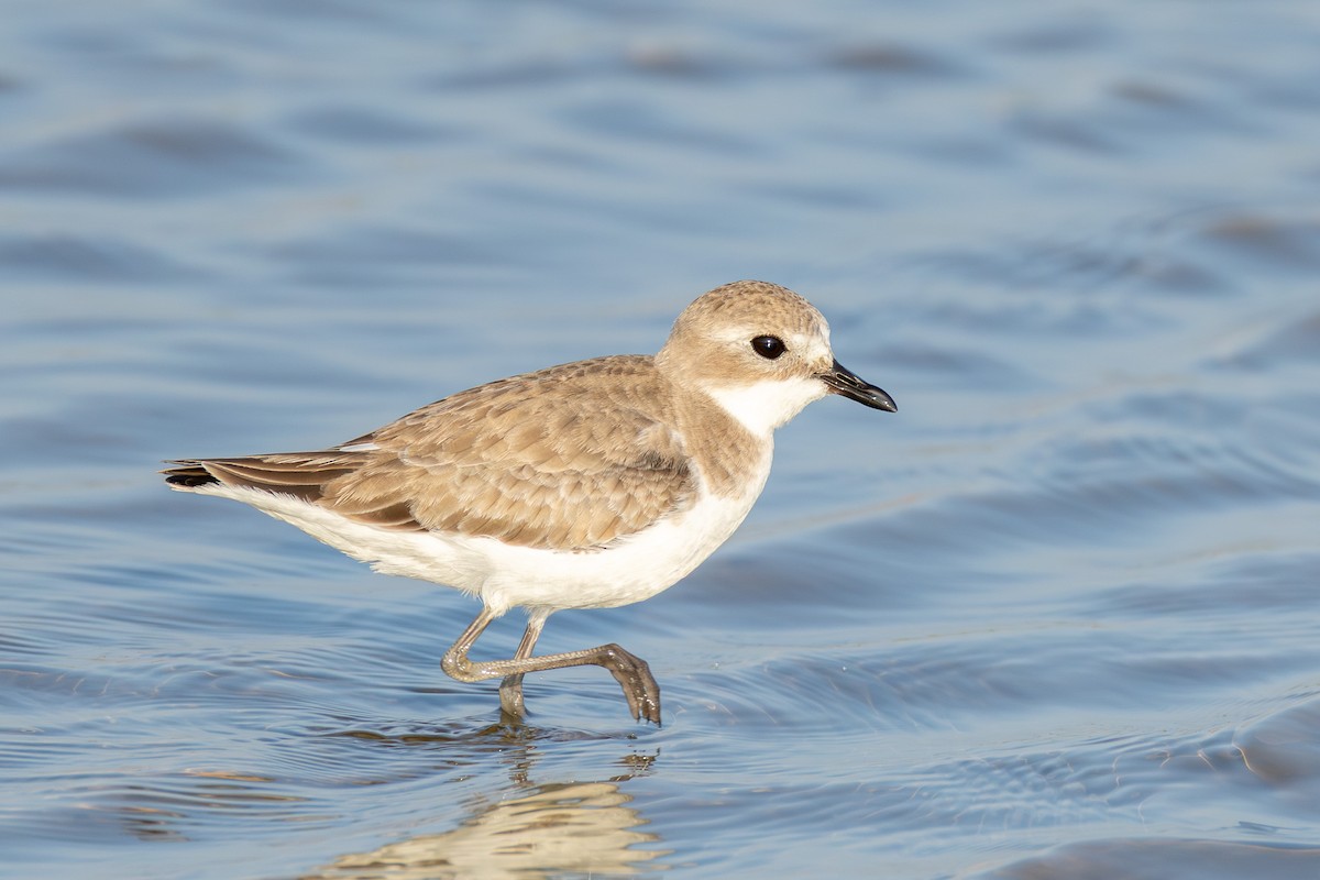 Tibetan Sand-Plover - ML646866759