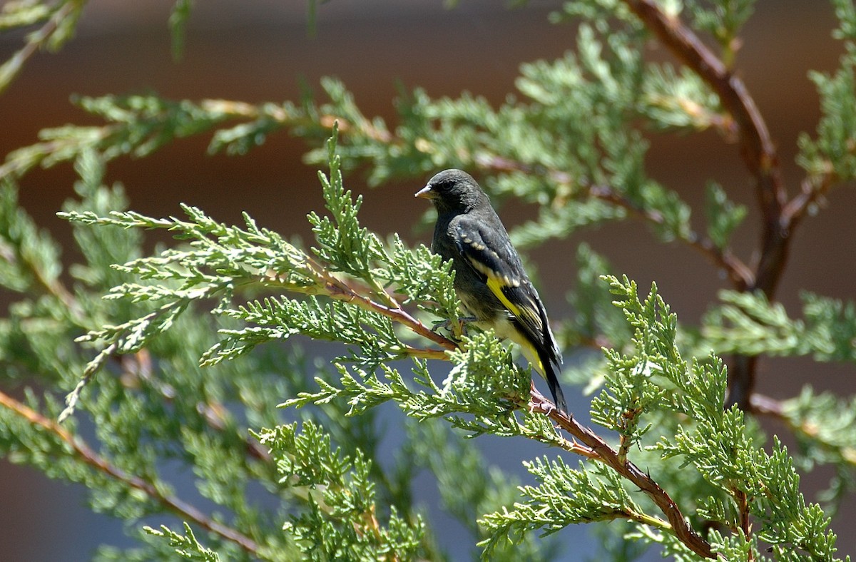 Black Siskin - ML646866760