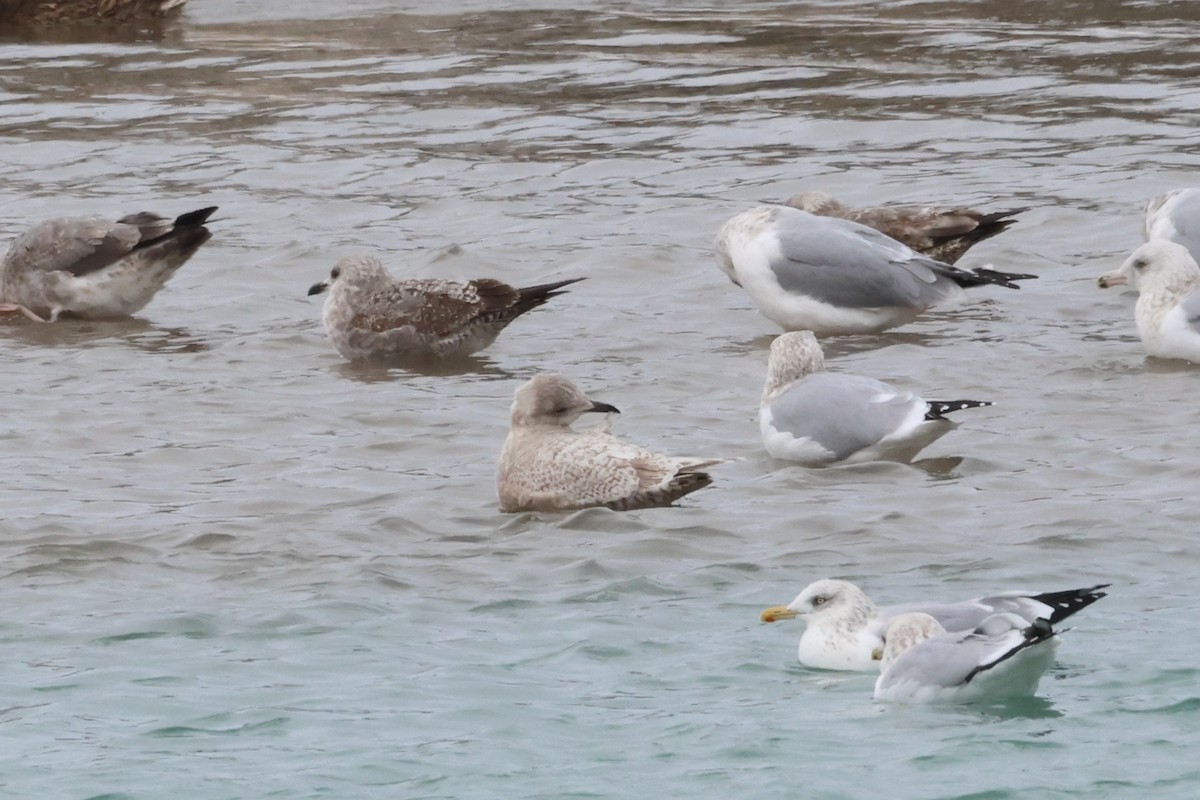 Полярная чайка (thayeri/kumlieni) - ML646866763
