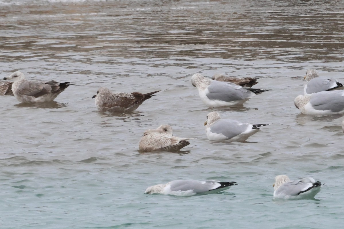 Полярная чайка (thayeri/kumlieni) - ML646866764