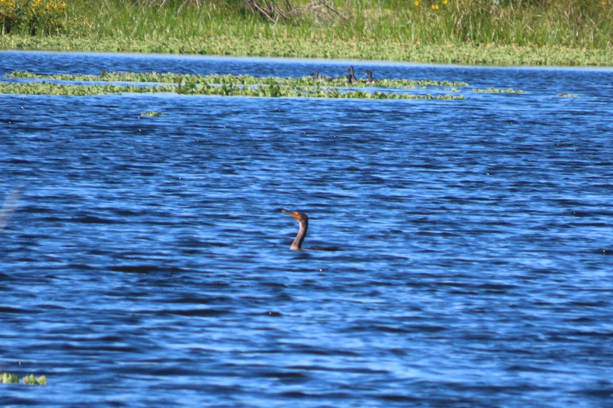 Double-crested Cormorant - ML646866768