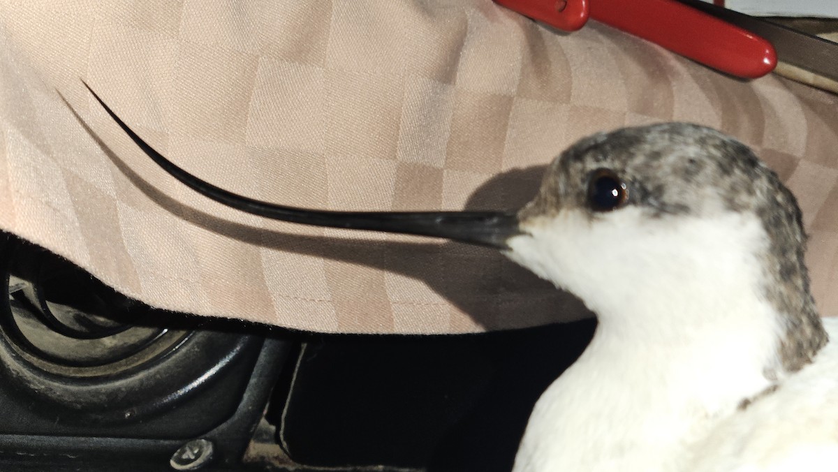 Pied Avocet - ML646866772