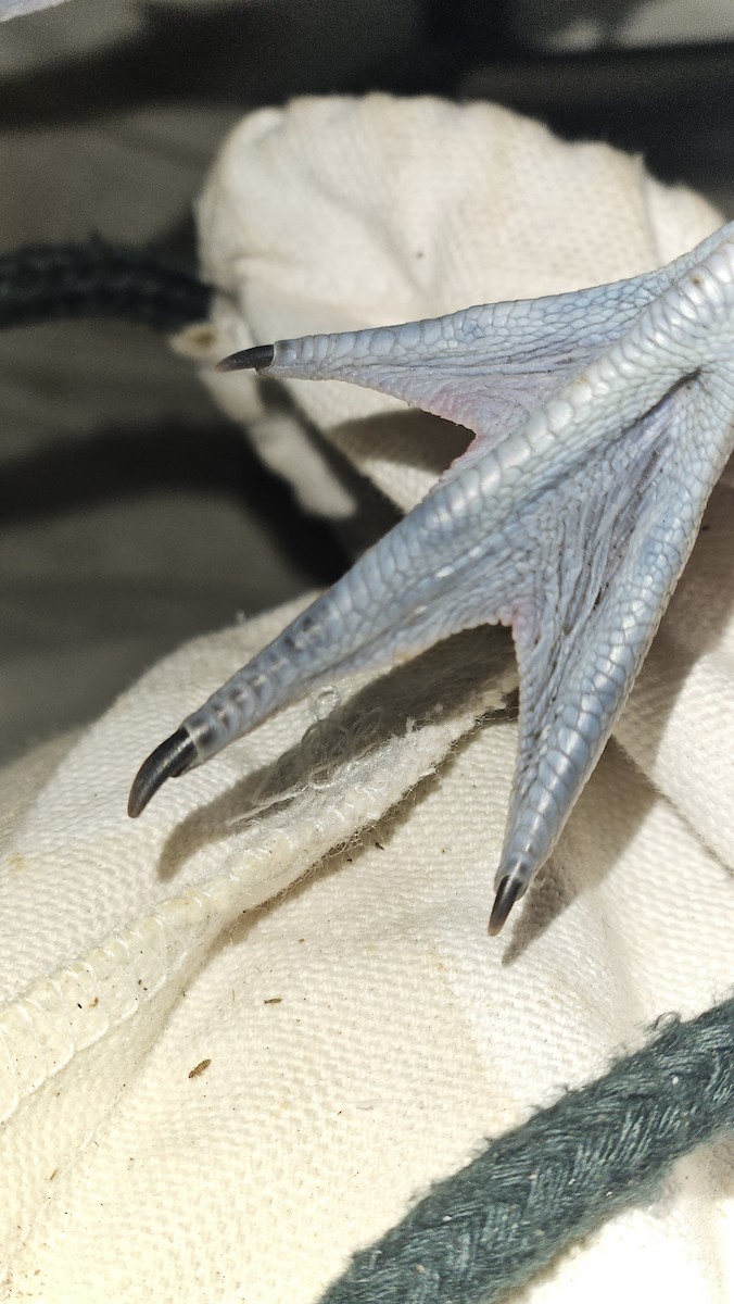 Pied Avocet - ML646866773