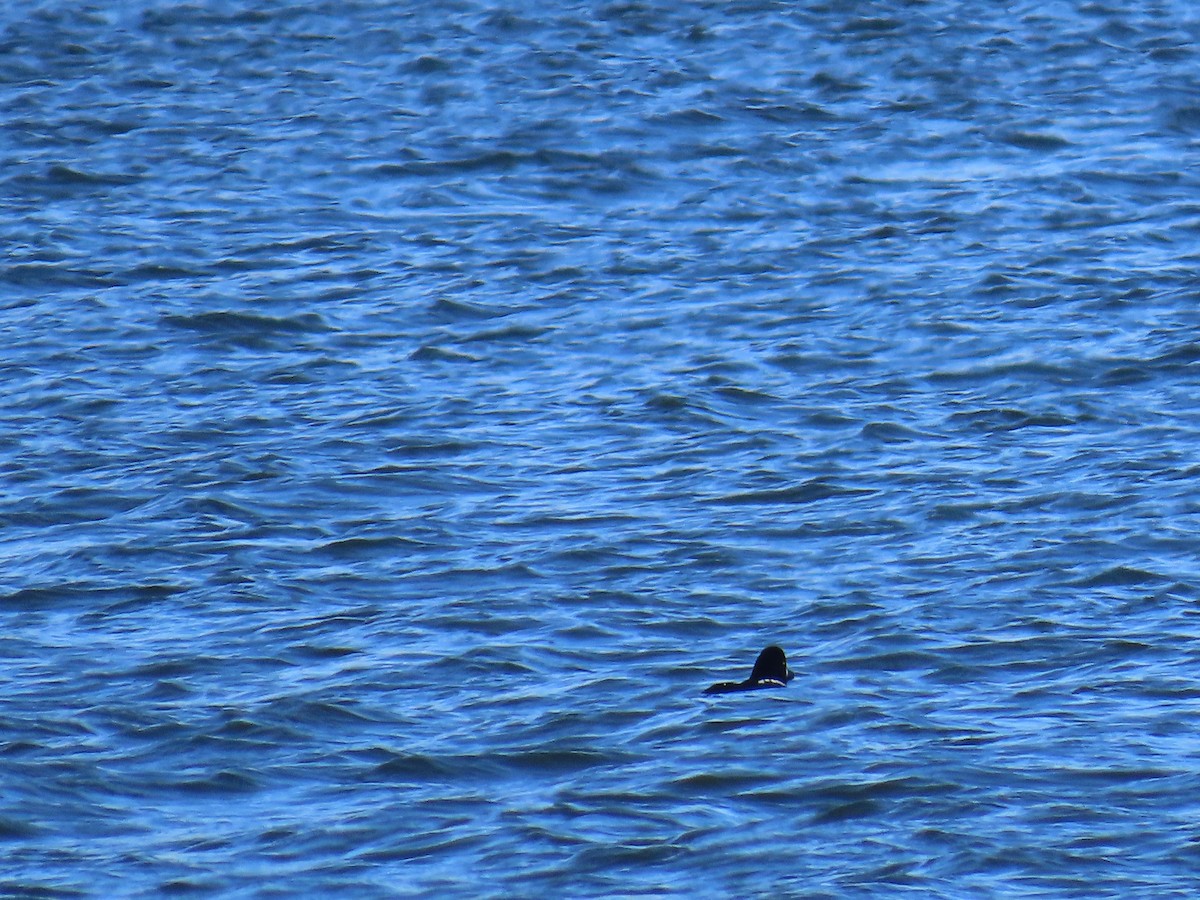 Barrow's Goldeneye - ML646866774