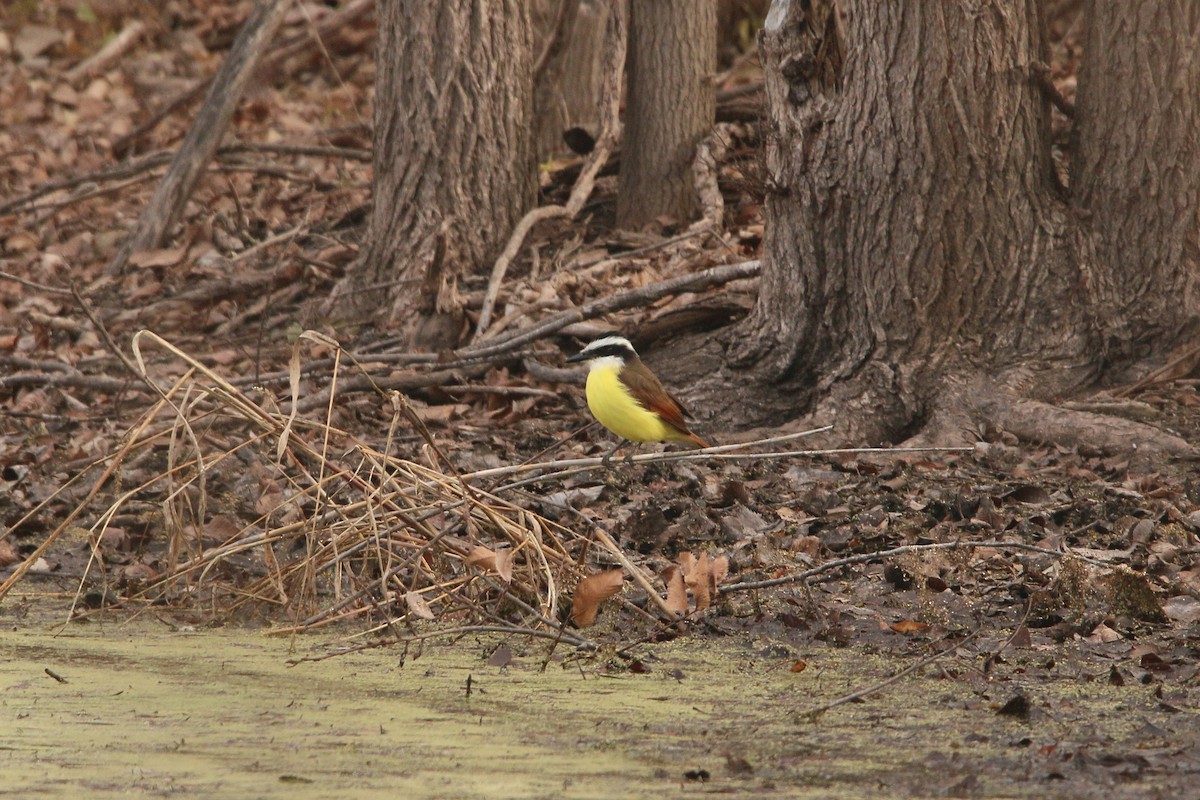 Bienteveo Común - ML646866778