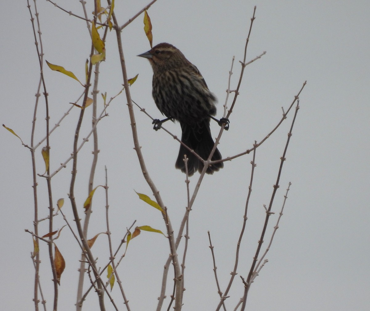 Red-winged Blackbird - ML646866780
