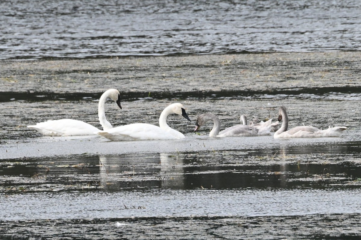 ナキハクチョウ - ML646866781