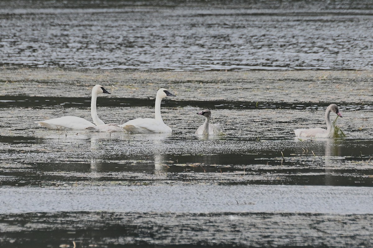 ナキハクチョウ - ML646866782