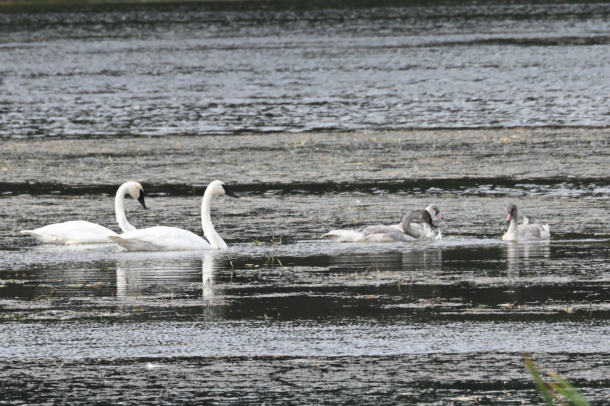 ナキハクチョウ - ML646866783