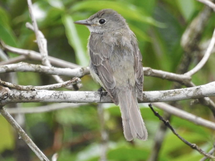 Western Wood-Pewee - ML646866784