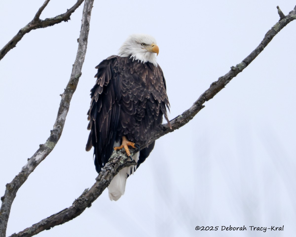 Bald Eagle - ML646866786