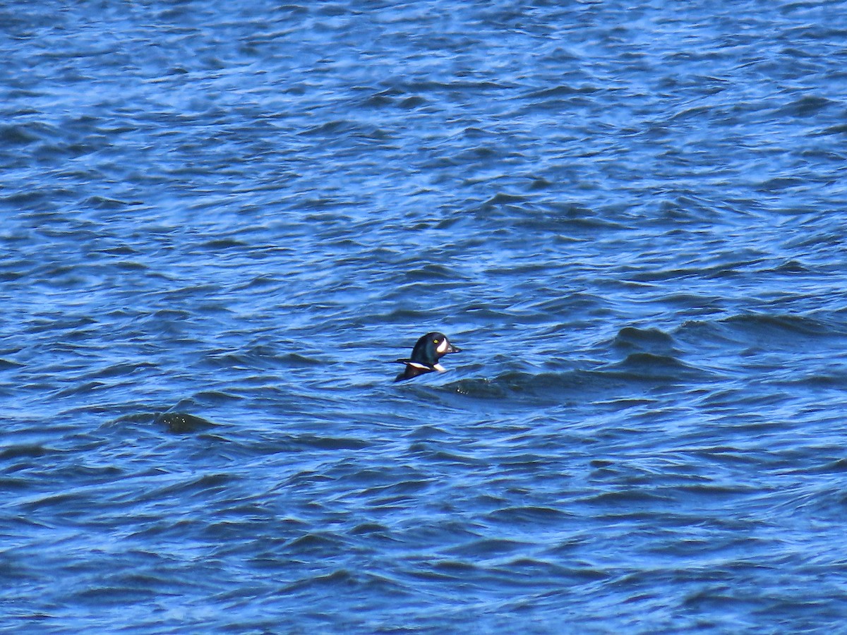 Barrow's Goldeneye - ML646866787