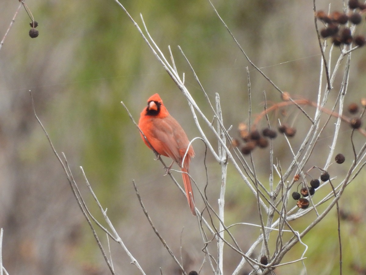Northern Cardinal - ML646866789