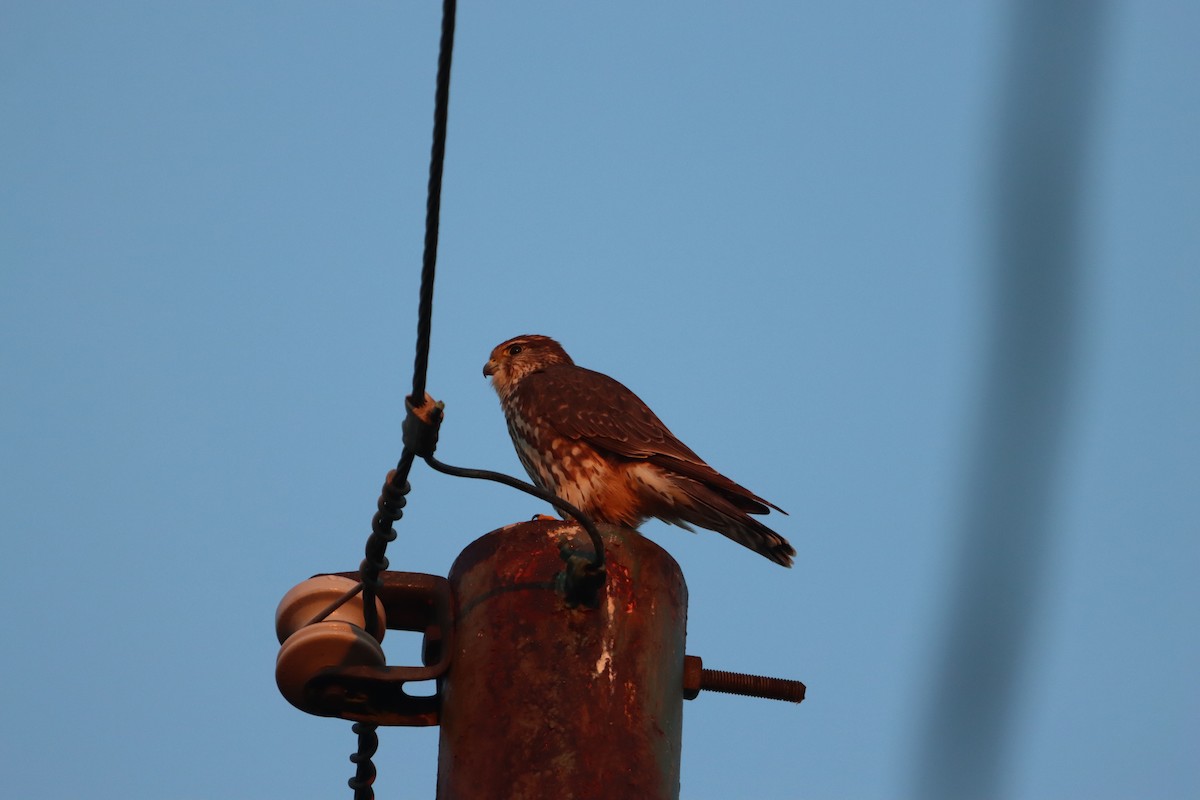 Merlin - ML646866791