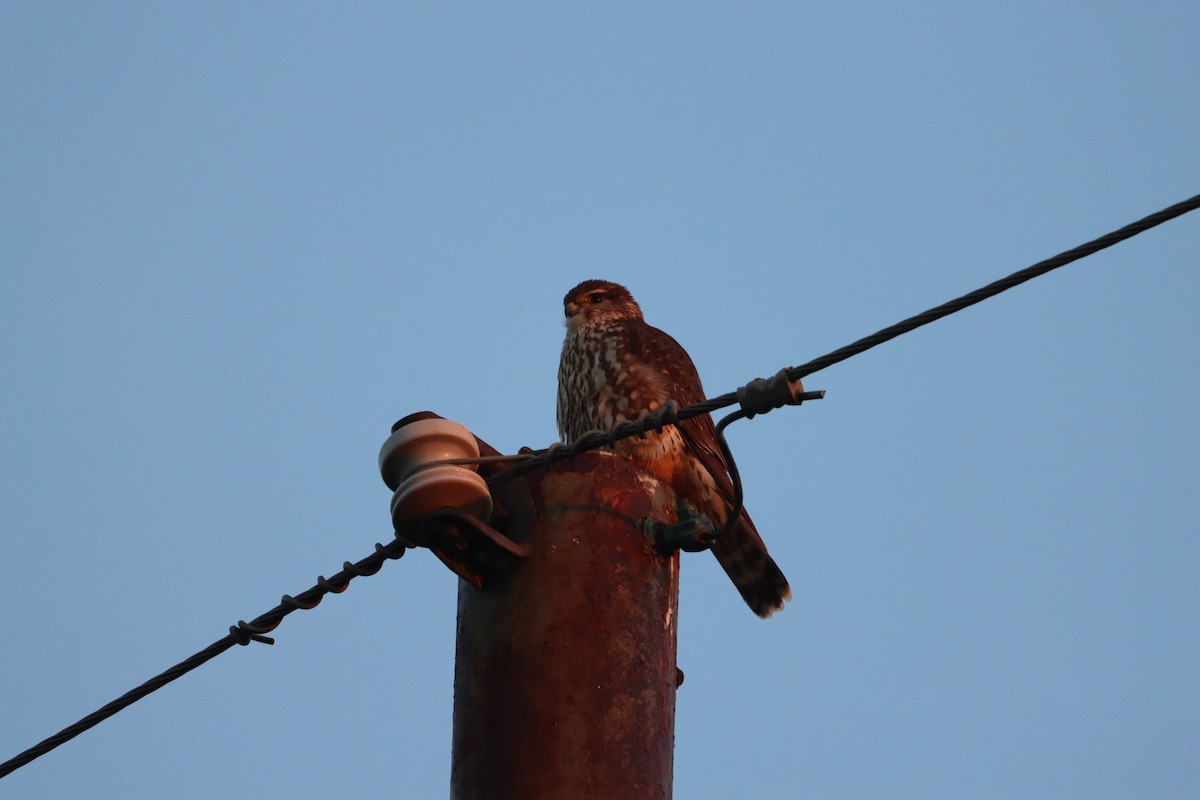 Merlin - ML646866792