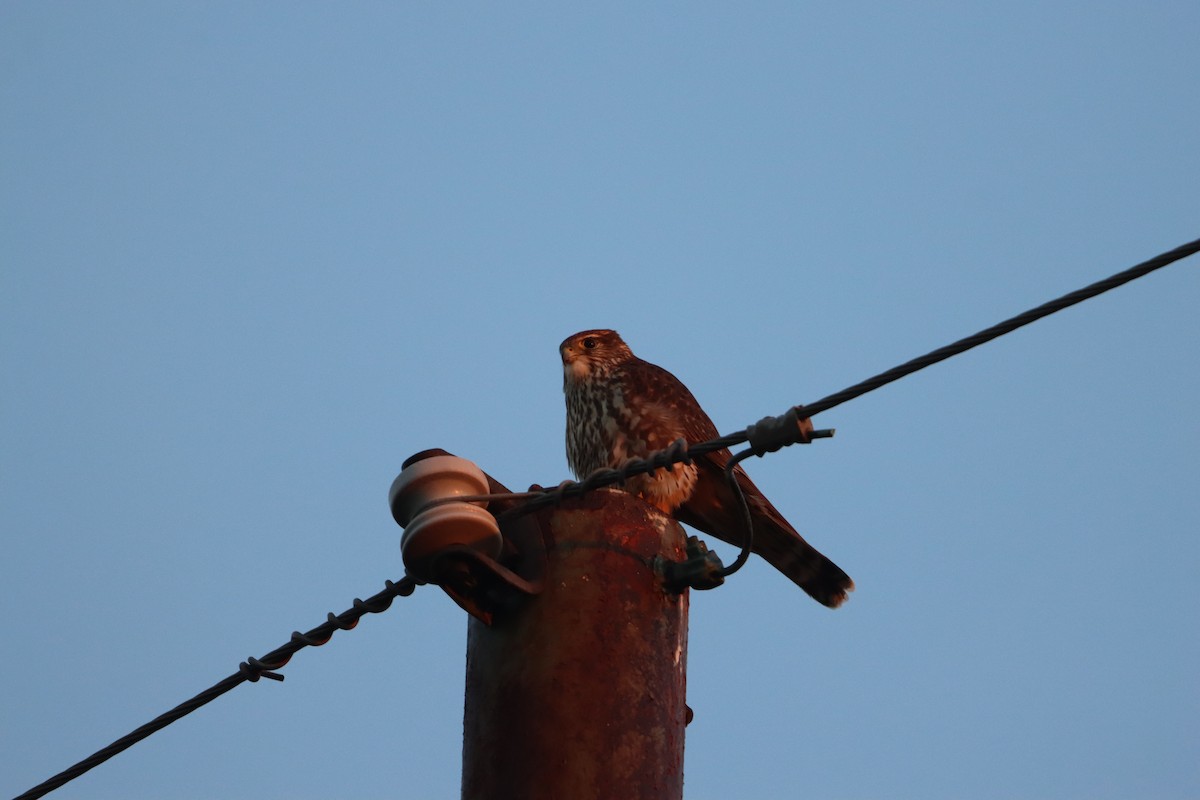 Merlin - ML646866793