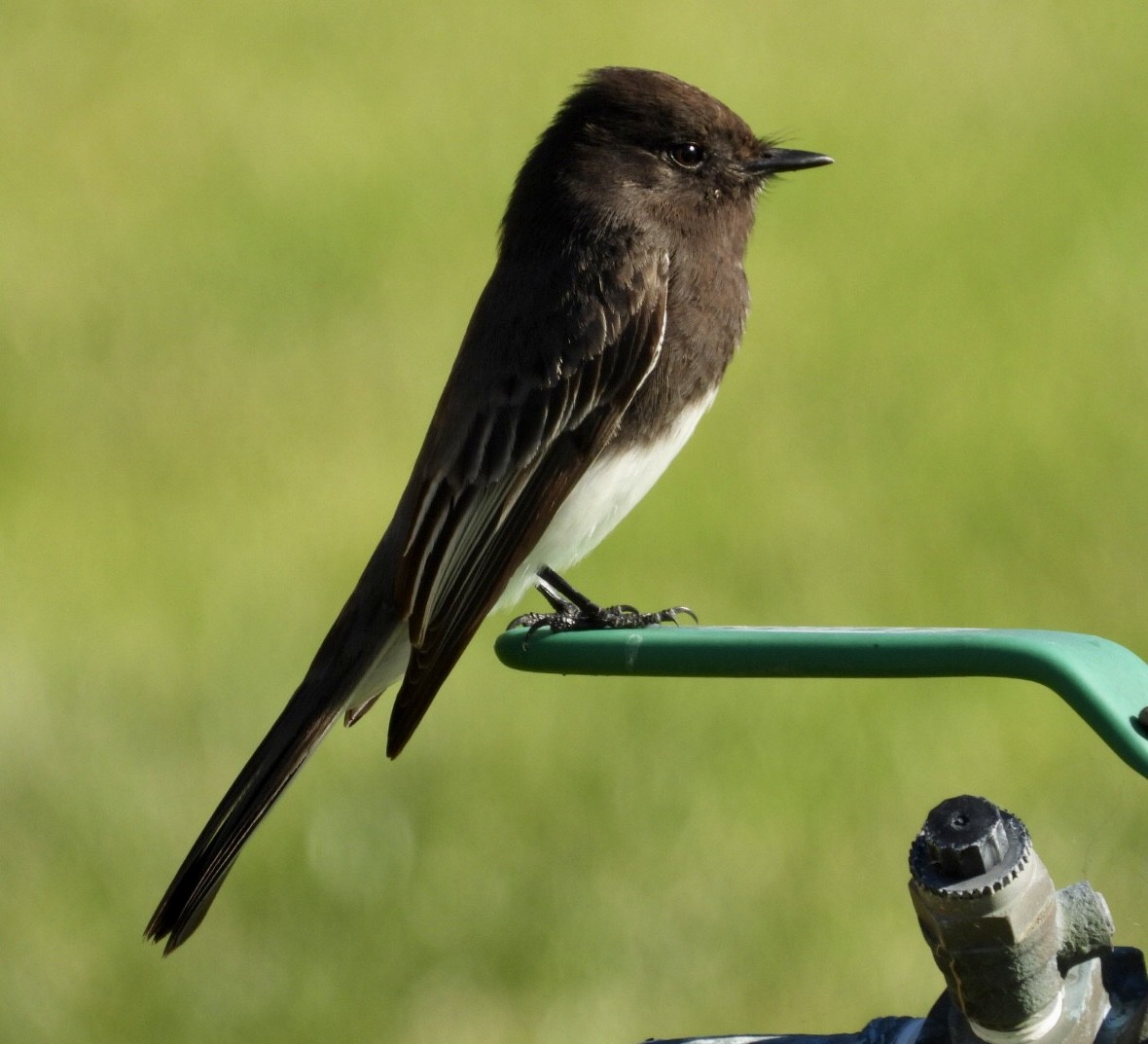 Black Phoebe - ML646866794