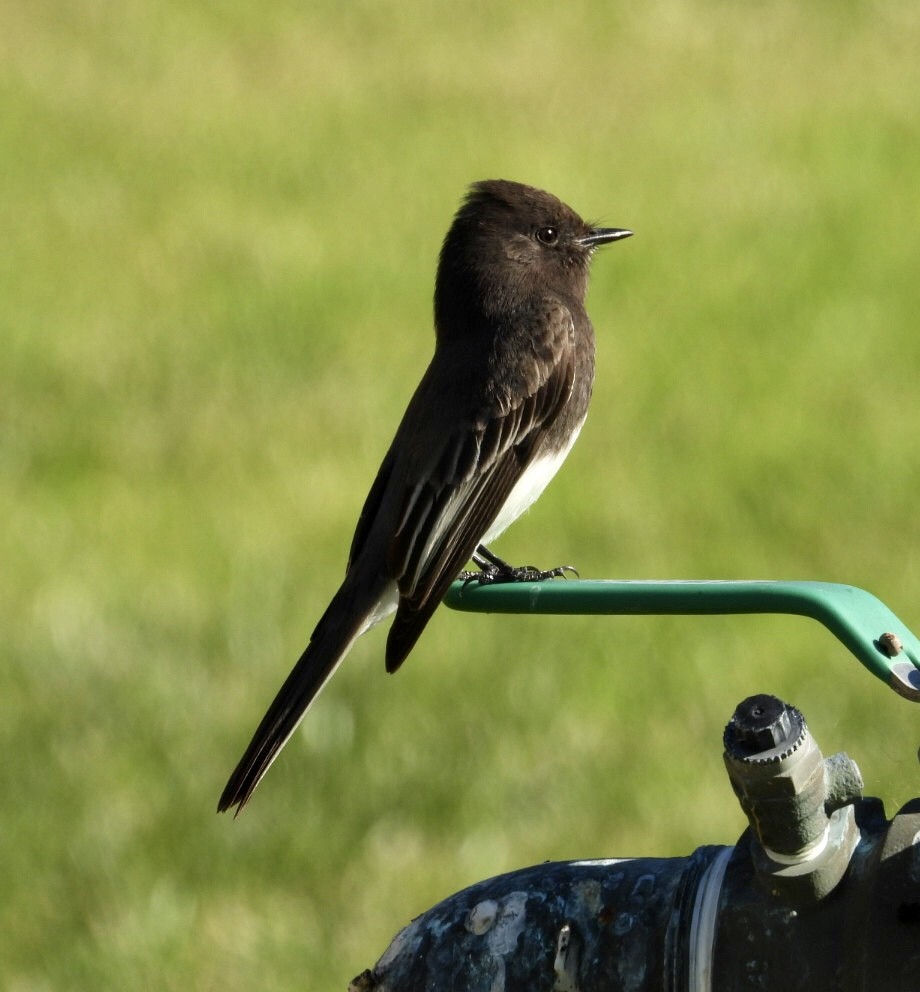 Black Phoebe - ML646866796