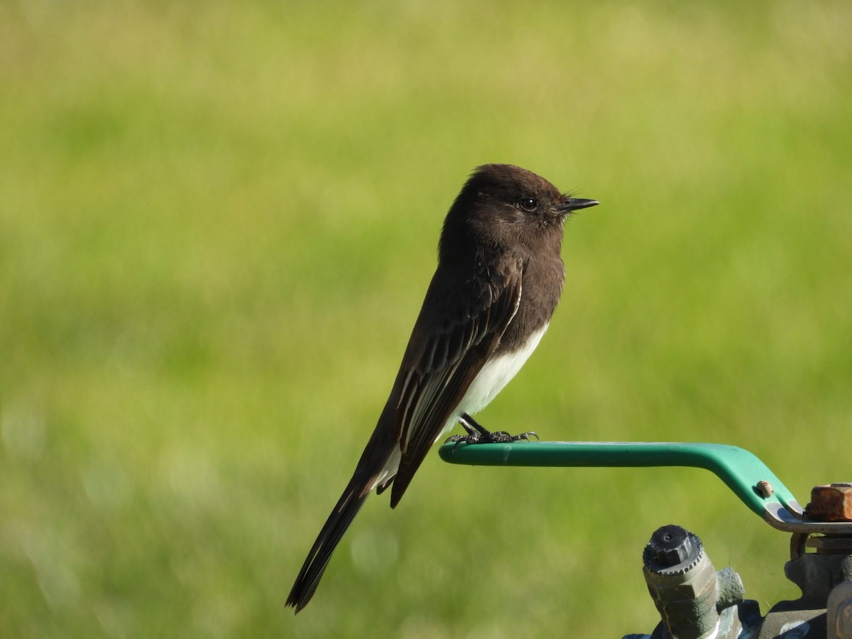 Black Phoebe - ML646866797