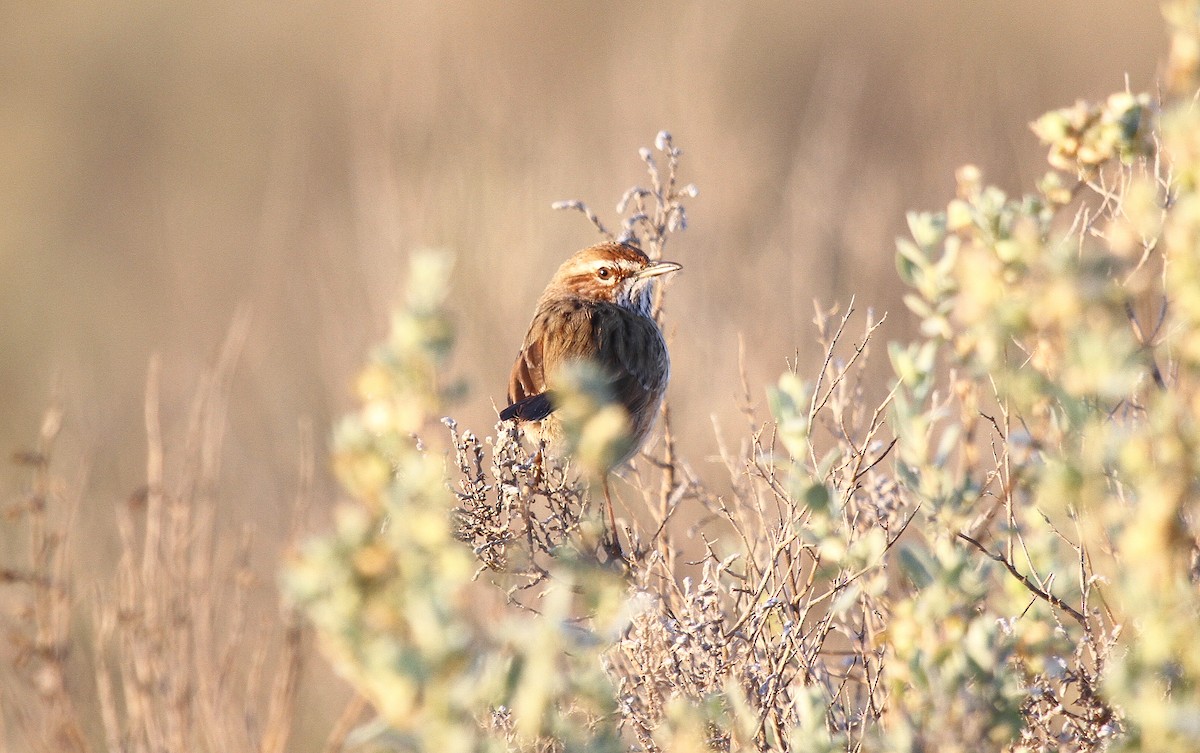 Rufous Fieldwren - ML646866798