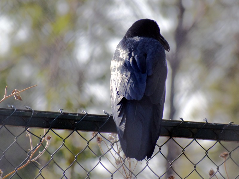 Common Raven - ML646866803