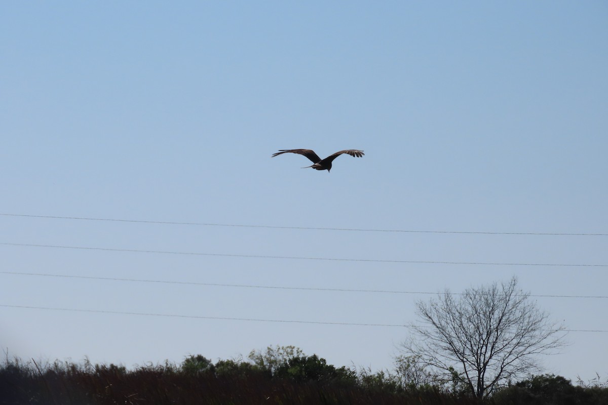 Snail Kite - ML646866804